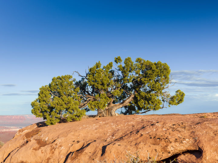 Juniper Growing Through Stone