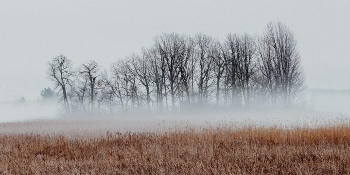 Trees And Reeds In The Fog 04