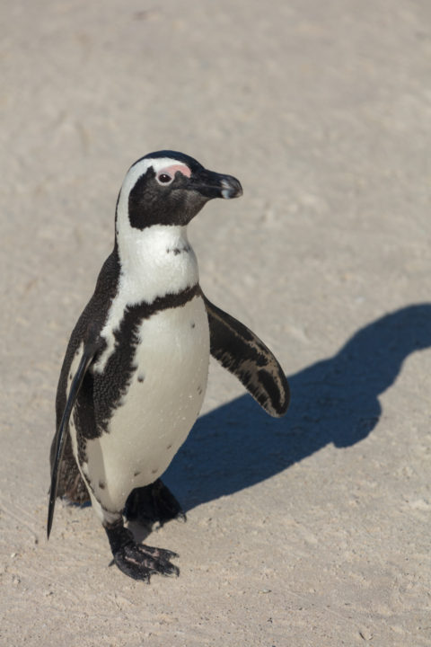 African Penguins At Boulders Beach