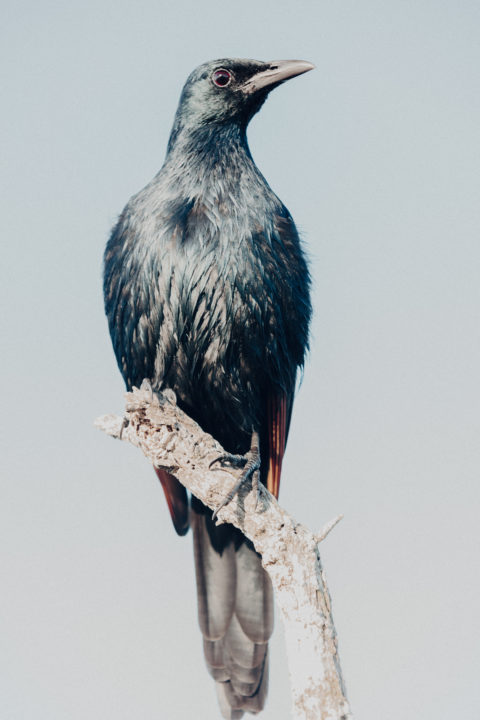 Greasy Bird