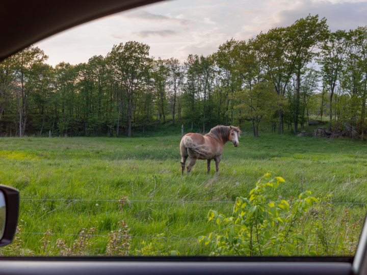 Horse In A Field