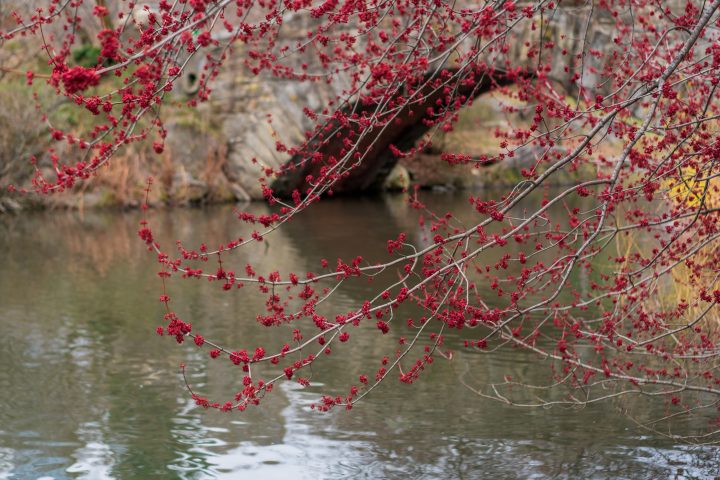 Red Buds At Gapstow Bridge