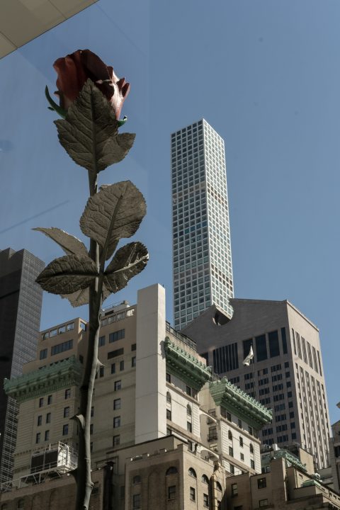 Tulip And Buildings