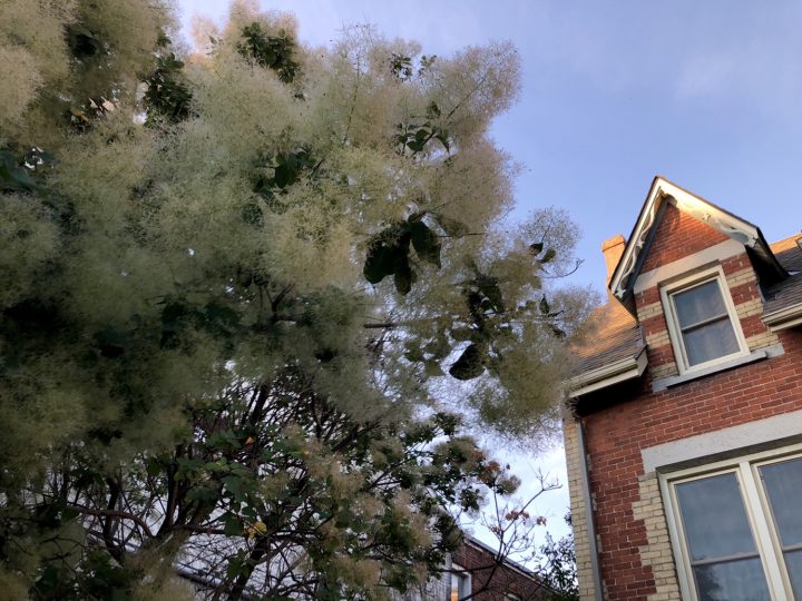 Interesting Tree