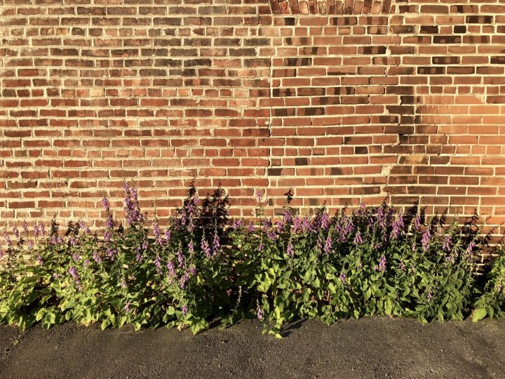 Wall And Flowers