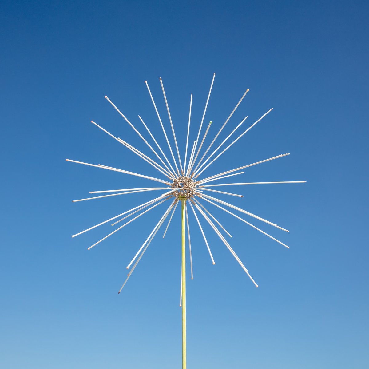 Electric Dandelions by: Abram Santa Cruz/Liquid PXL from: Los Angeles, CA year: 2018 Electric Dandelions are two 27 ft tall dandelion sculptures that double as fireworks at night. The dandelion bulbs come to life at night as the LED animations take hold and mesmerize you with their bright and intense light show. Sit down and enjoy the visual effects via the geometrically designed metal and acrylic sculptures. URL: http://liquidpxl.come.