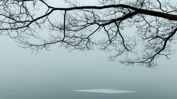 Tree Branch And Floating Ice 2
