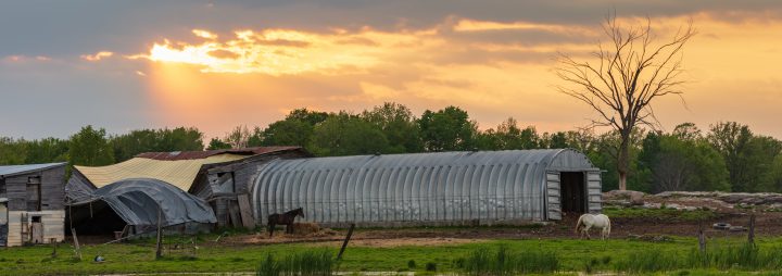 Collapsed Barn and Horses