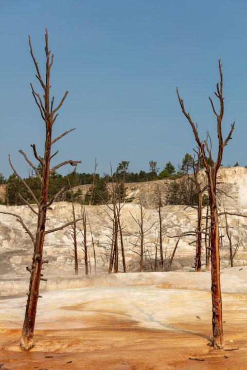 Trees At Mammoth Terraces