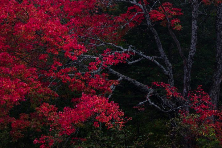 Red Maple Tree At Dusk