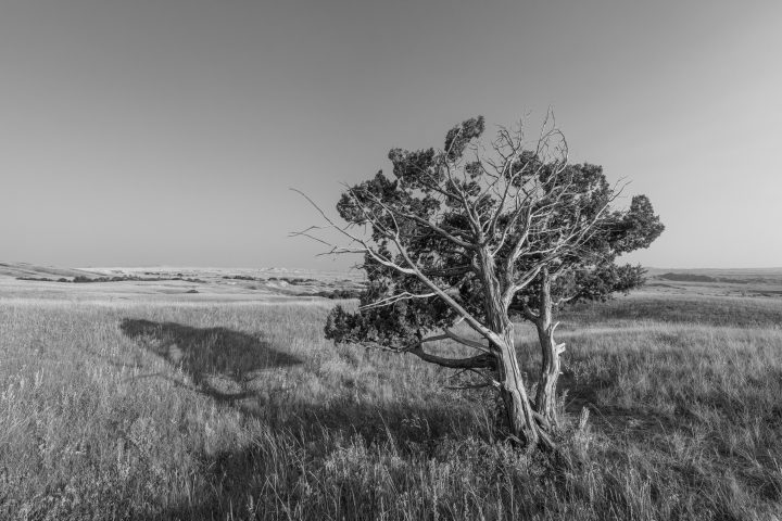 Badlands Tree