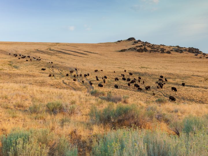 Antelope Island Bison
