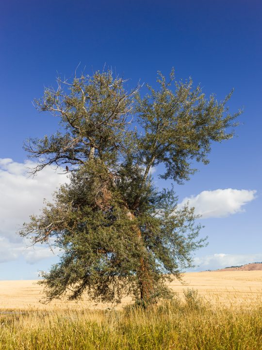 Bird in a Tree