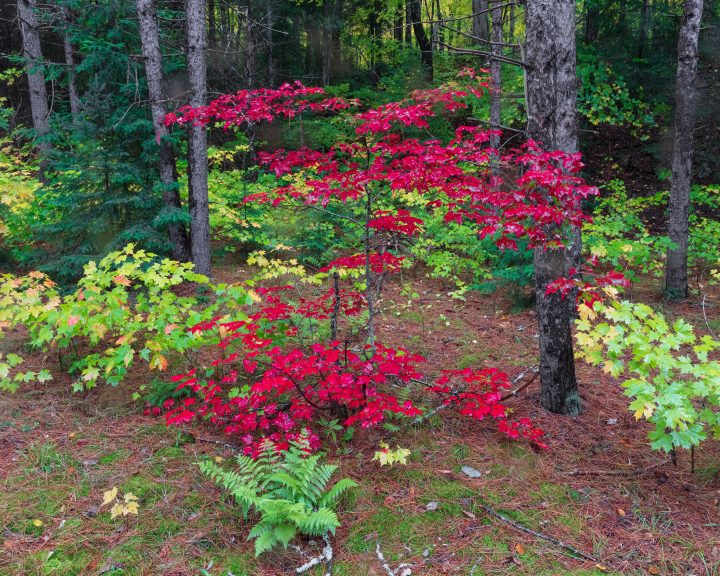 Maple Sapling
