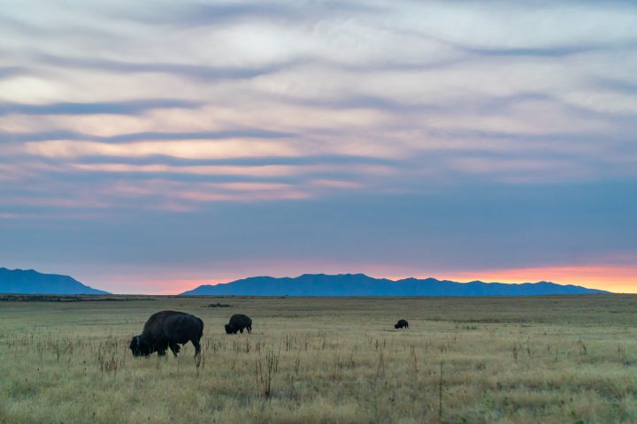 Bison Grazing at Dawn