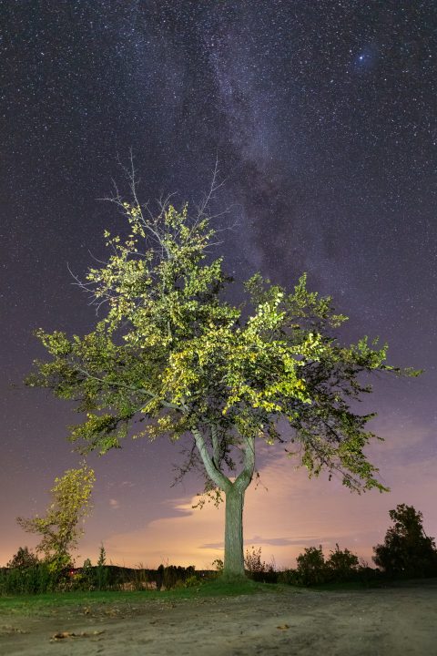 Tree and Night Sky