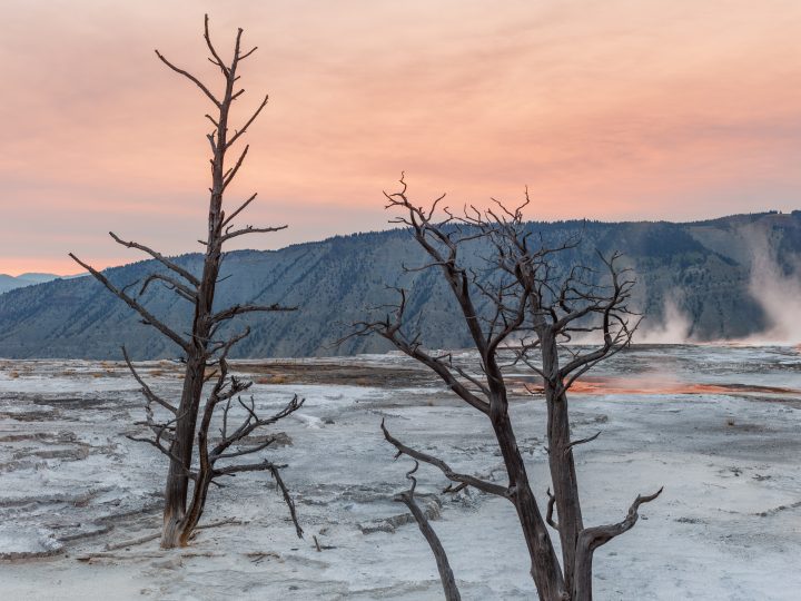 Trees at Mammoth Hot Springs
