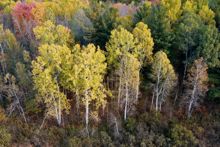 Edge of the Forest