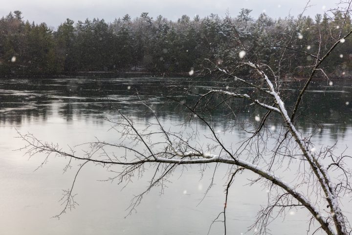 Tree Branches Over The River