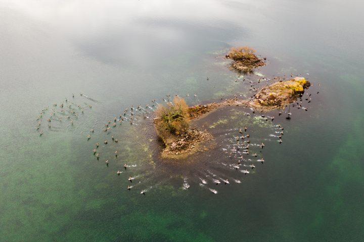 Geese Taking Flight from Small Island