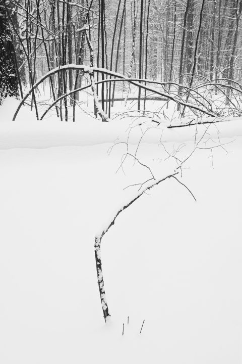 Bent Trees in the Forest