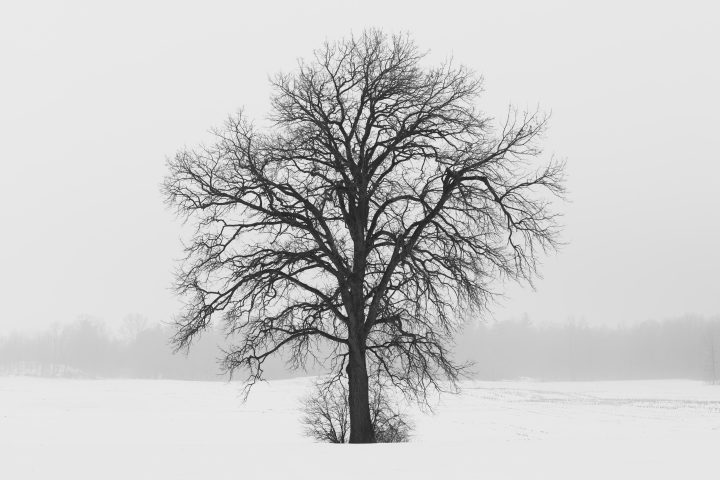 Tree Silhouette 02