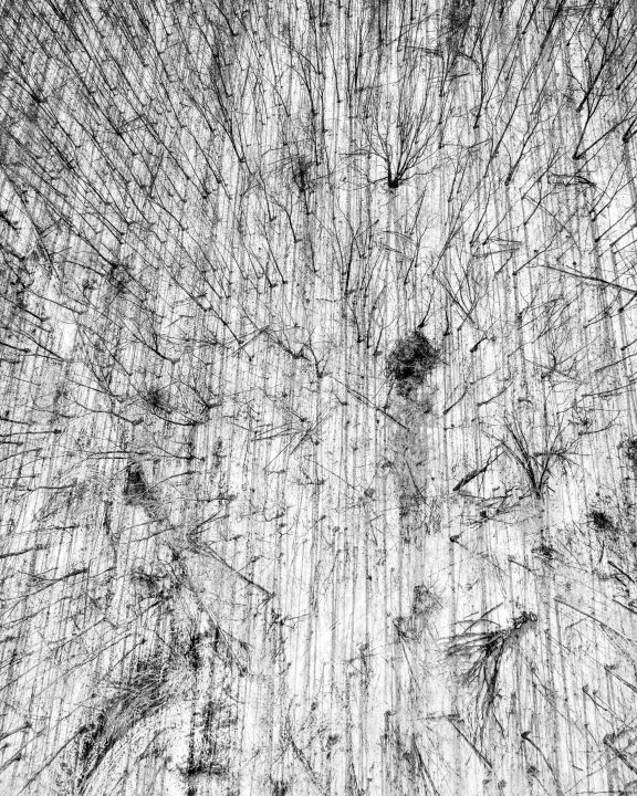 Shadows of the Forest
