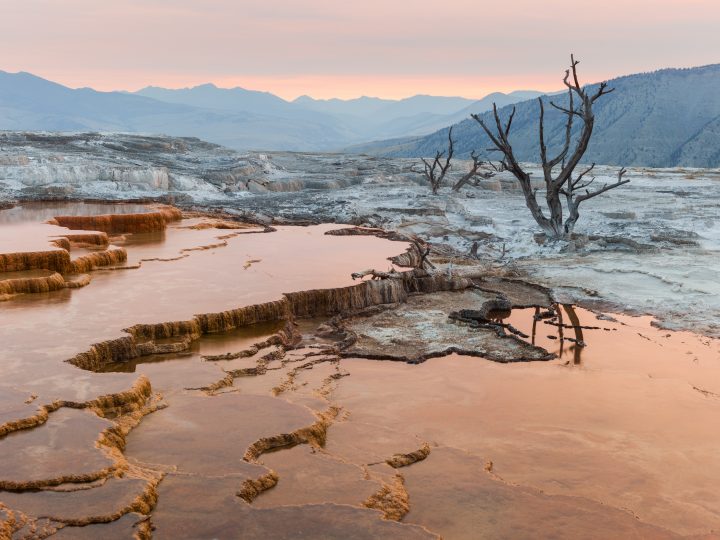 Dead Trees At Mammoth Terraces