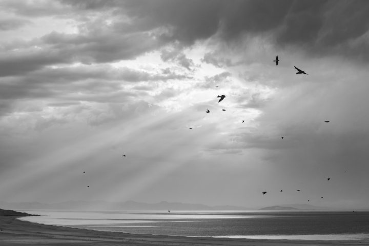 Birds at Antelope Island State Park