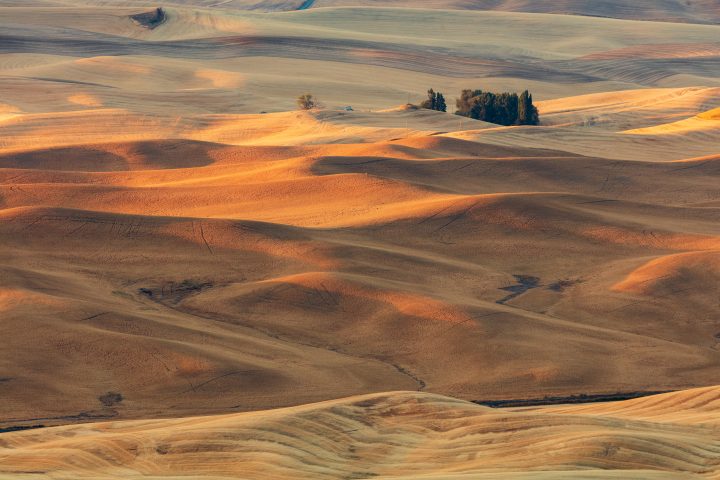 Morning Light on Harvested Fields