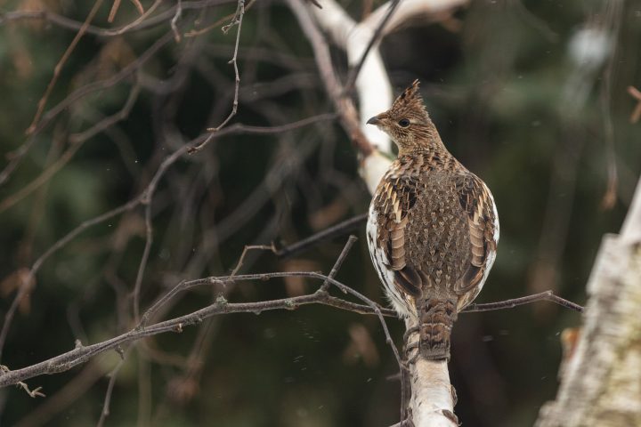 Roughed Grouse in Birch Tree