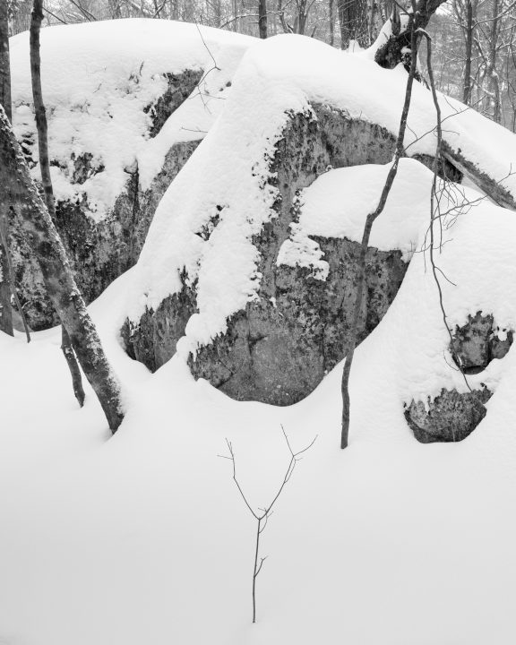 Sapling, Trees, and Stone