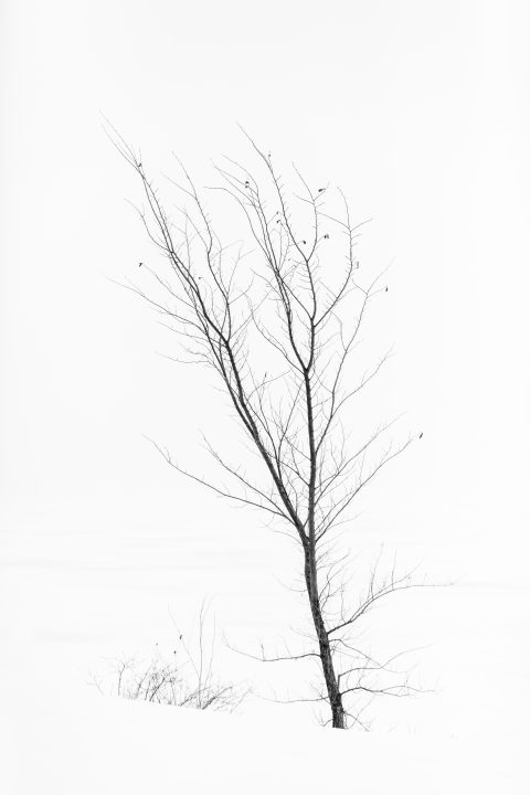 Small Tree at Mallorytown Landing