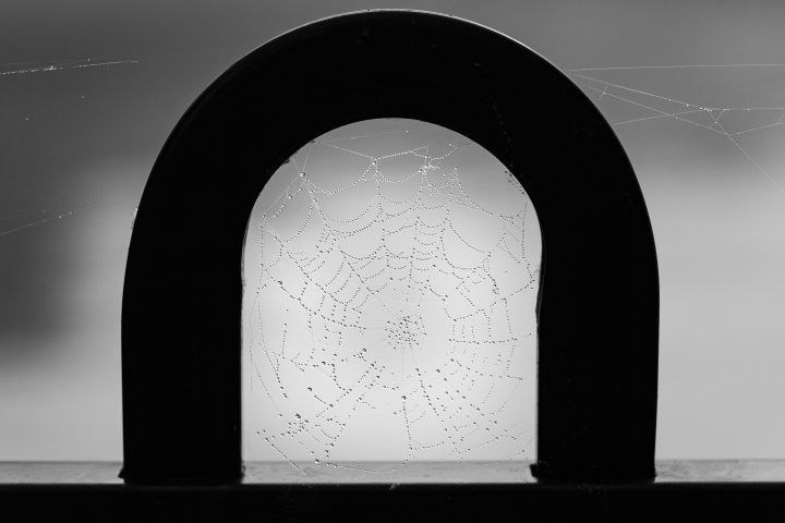 Spider Web on Fence with Dew