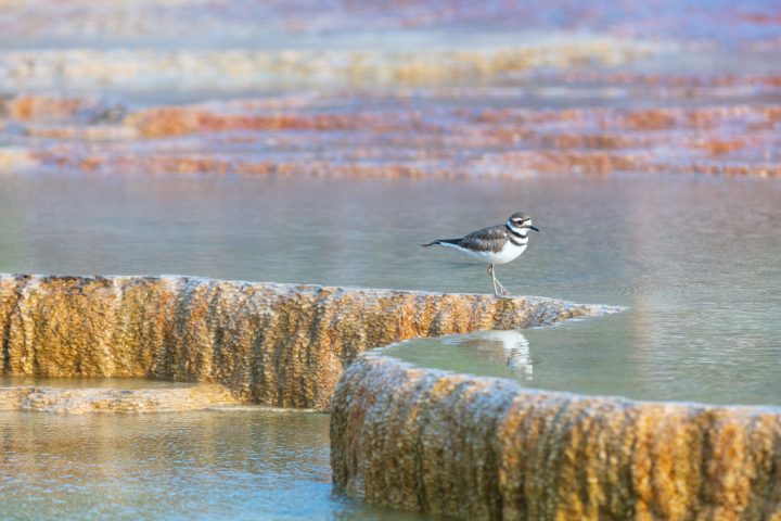 Killdeer at Mammoth Hot Springs