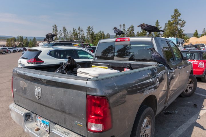 Crows and Texan Pickup Truck