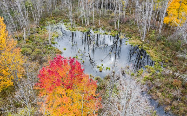 Small Pond with Dead Tree and Fall Color