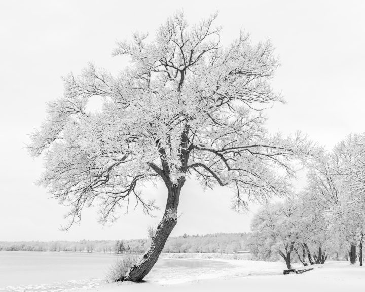 Tree At Brown’s Bay Park 02