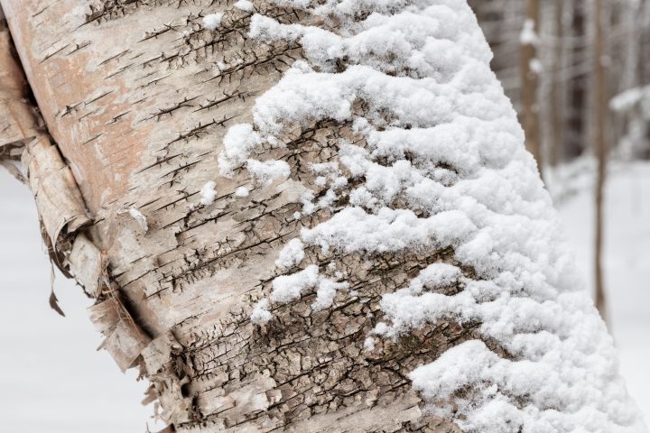 Birch Tree Closeup and Snow