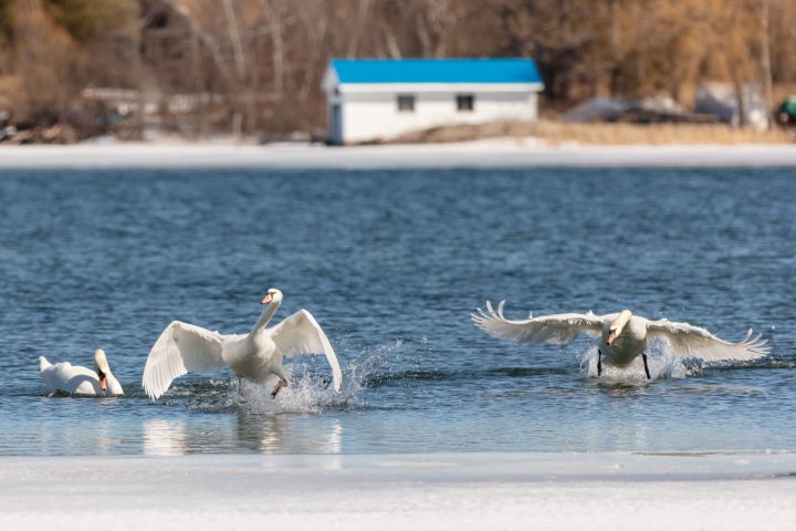 Swan Chase