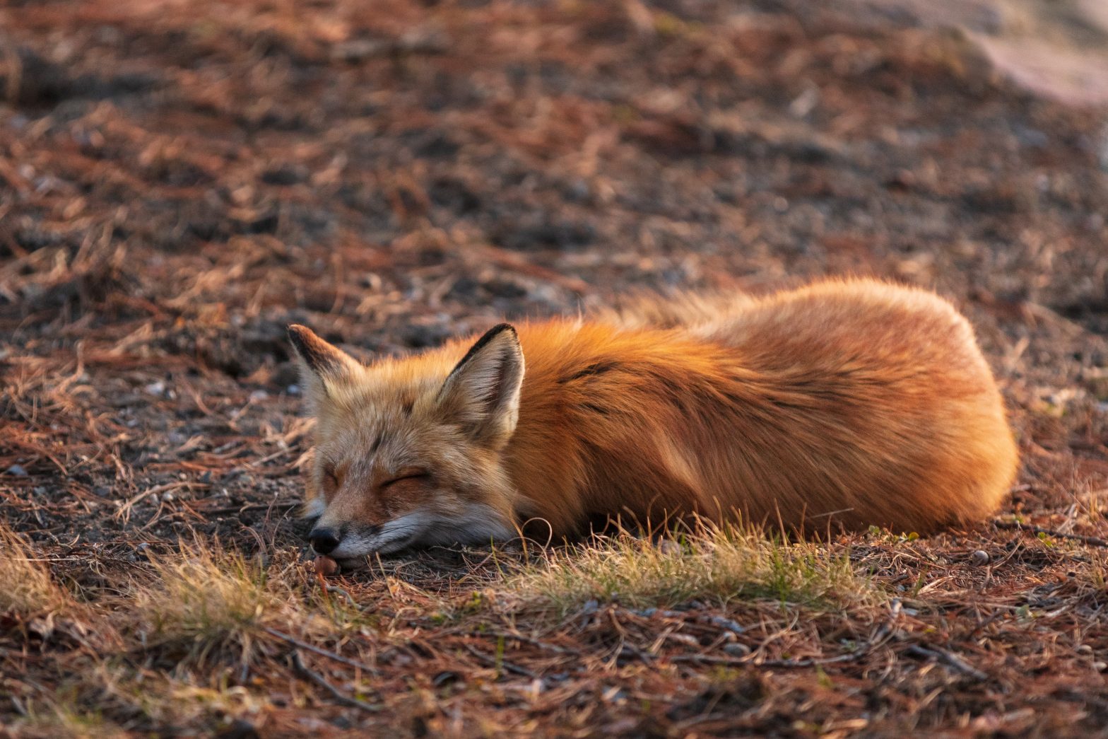 Рыжая лиса во сне. Сонная лиса.