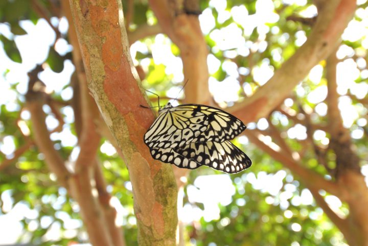 Butterfly World 10