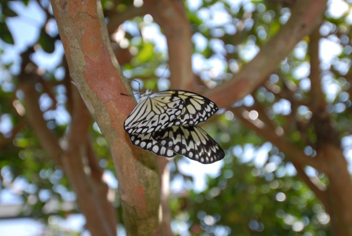 Butterfly World 11