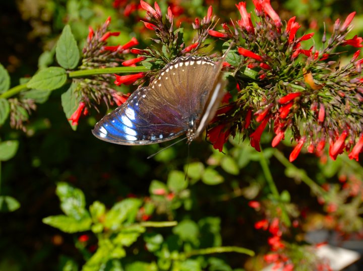 Butterfly World 12