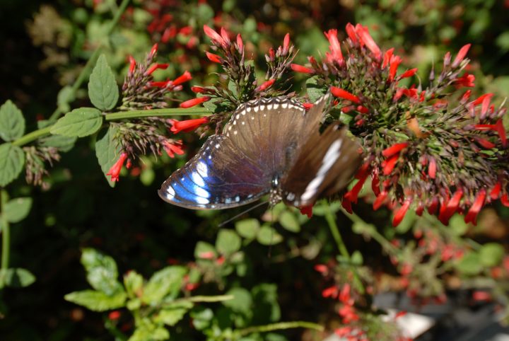 Butterfly World 13