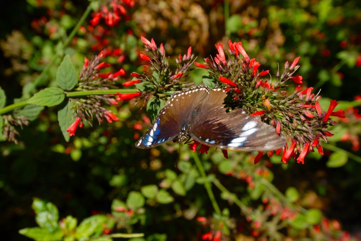 Butterfly World 14