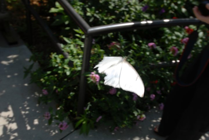 Butterfly World 15