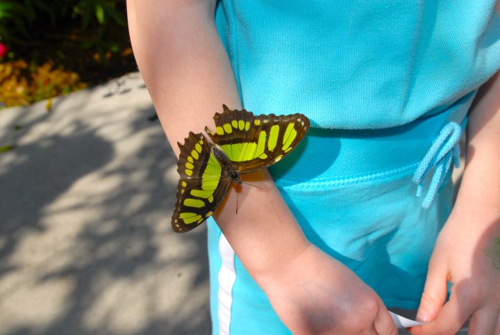 Butterfly World 19