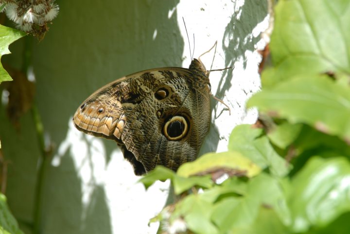 Butterfly World 20