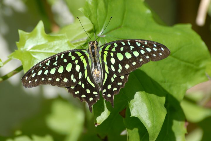 Butterfly World 21